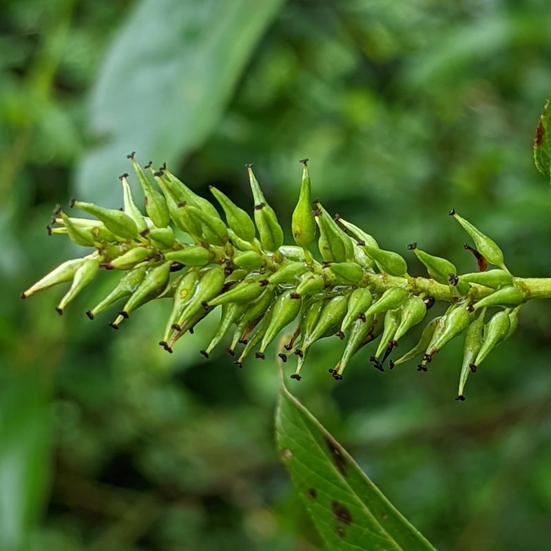 Salix lasiandra, photographed by Dominic Gentilcore