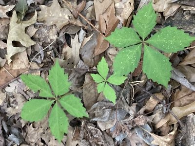 Parthenocissus quinquefolia, photographed by Joseph McPhail
