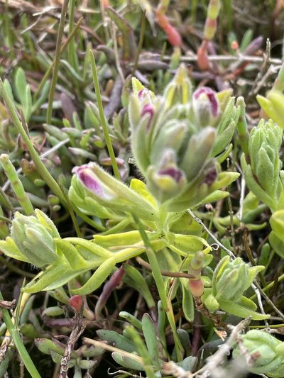 Chloropyron maritimum, photographed by Leah Gardner