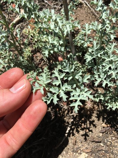 Lomatium rigidum, photographed by Martin Purdy