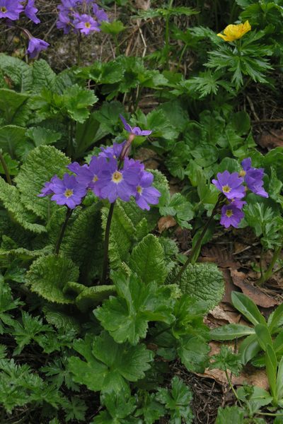 Primula amoena, photographed by Oleg Kosterin