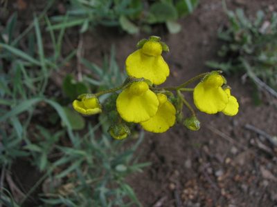 Calceolaria dentata, photographed by Cesar Ormazabal