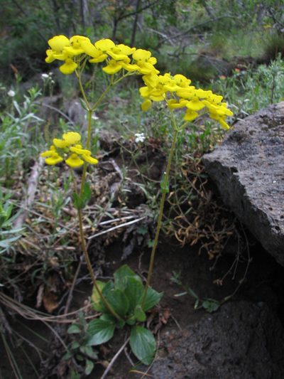 Calceolaria dentata, photographed by Cesar Ormazabal