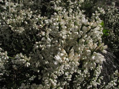 Discaria articulata, photographed by Cesar Ormazabal