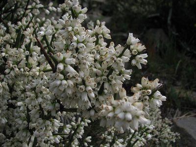 Discaria articulata, photographed by Cesar Ormazabal