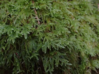 Pseudisothecium stoloniferum, photographed by Randal