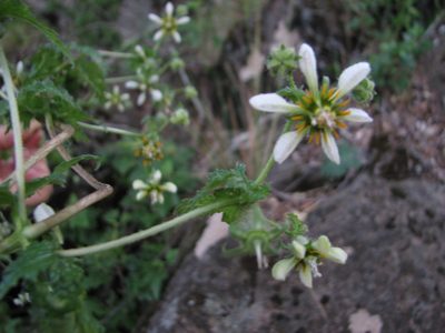 Blumenbachia sylvestris, photographed by Cesar Ormazabal