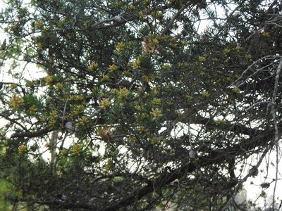 Pinus banksiana, photographed by Liren Varghese