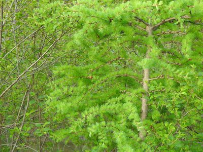 Larix laricina, photographed by Liren Varghese