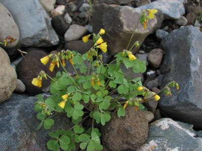 Oxalis valdiviensis, photographed by Cesar Ormazabal