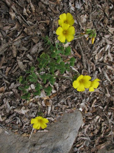 Oxalis valdiviensis, photographed by Cesar Ormazabal