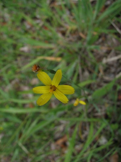 Sisyrinchium patagonicum, photographed by Cesar Ormazabal