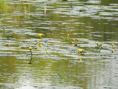 Nuphar variegata, photographed by Liren Varghese
