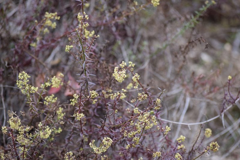 Galium angustifolium, photographed by velodrome