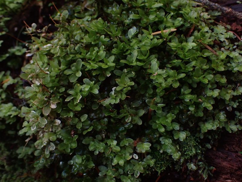 Rhizomnium glabrescens, photographed by Randal