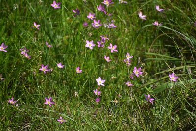 Sabatia stellaris