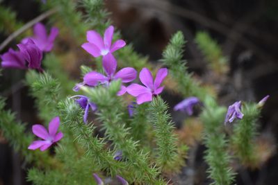 Linanthus californicus