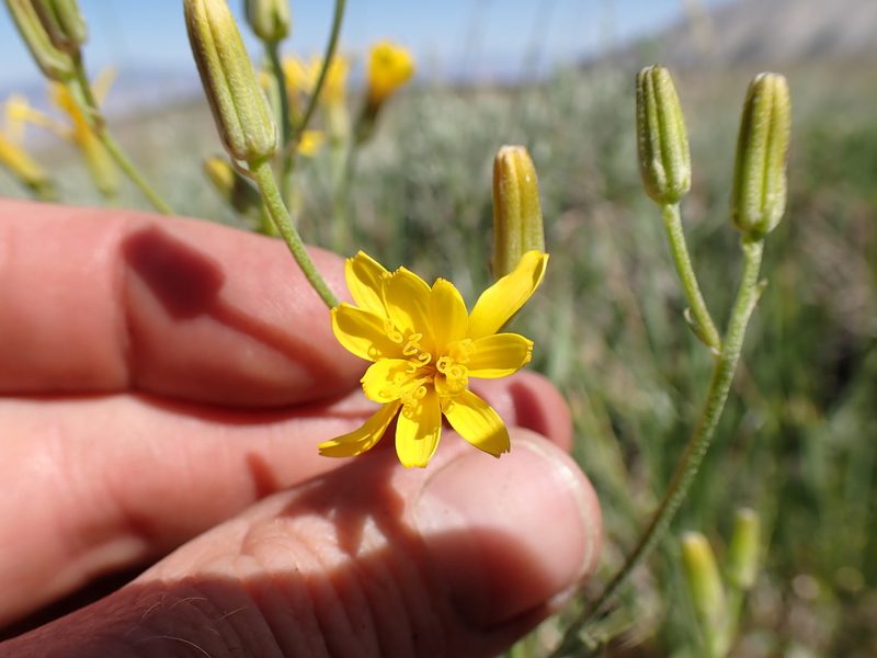 Crepis intermedia, photographed by Martin Purdy