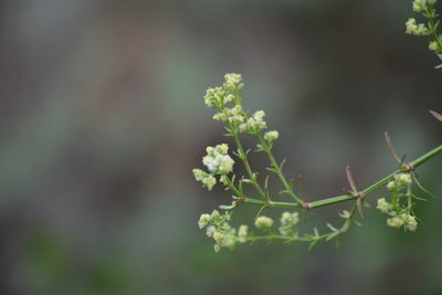 Galium angustifolium, photographed by velodrome