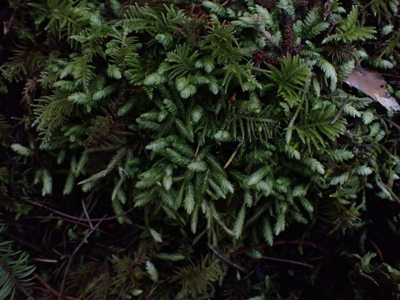 Plagiothecium undulatum, photographed by Randal