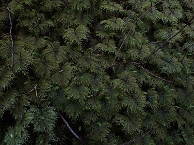 Hylocomium splendens, photographed by Randal