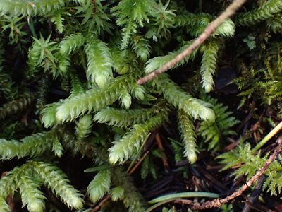 Rhytidiopsis robusta, photographed by Randal
