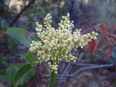 Malosma laurina, photographed by George Williams