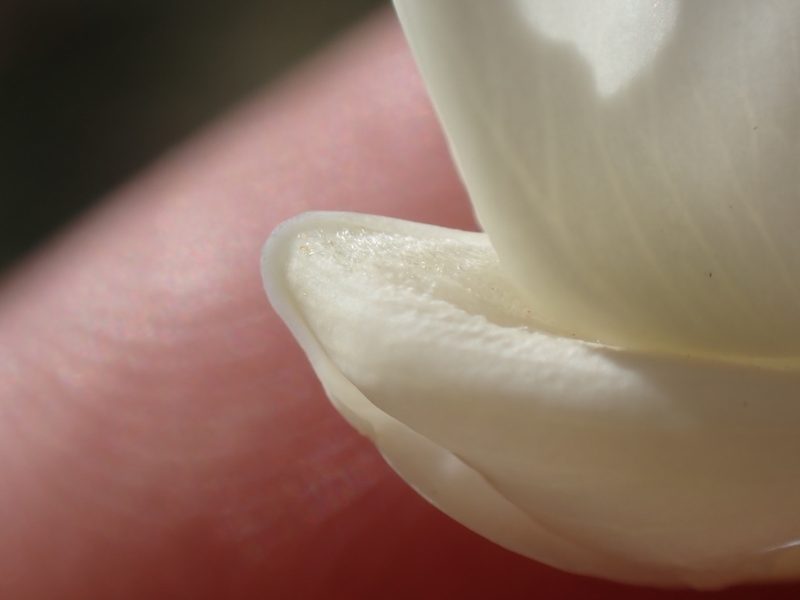 Lupinus arbustus, photographed by Martin Purdy