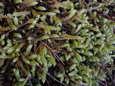 Rhytidiopsis robusta, photographed by Randal