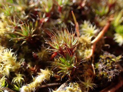 Polytrichum piliferum, photographed by Randal