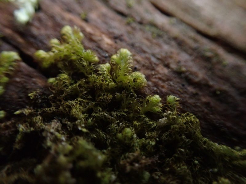 Ptilidium californicum, photographed by Randal