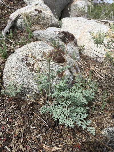 Lomatium rigidum, photographed by Martin Purdy