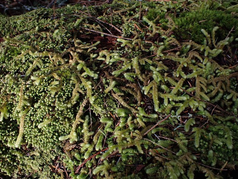 Rhytidiopsis robusta, photographed by Randal