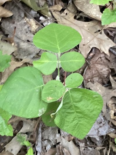 Desmodium viridiflorum, photographed by Joseph McPhail