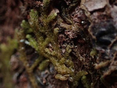 Ptilidium californicum, photographed by Randal