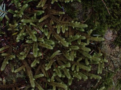 Rhytidiopsis robusta, photographed by Randal