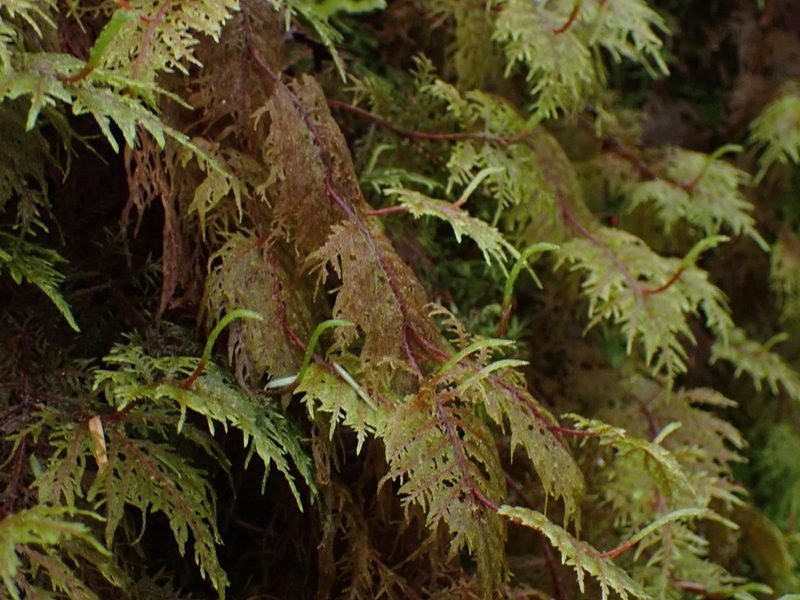 Hylocomium splendens, photographed by Randal