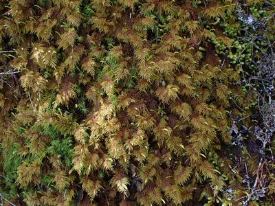 Hylocomium splendens, photographed by Randal