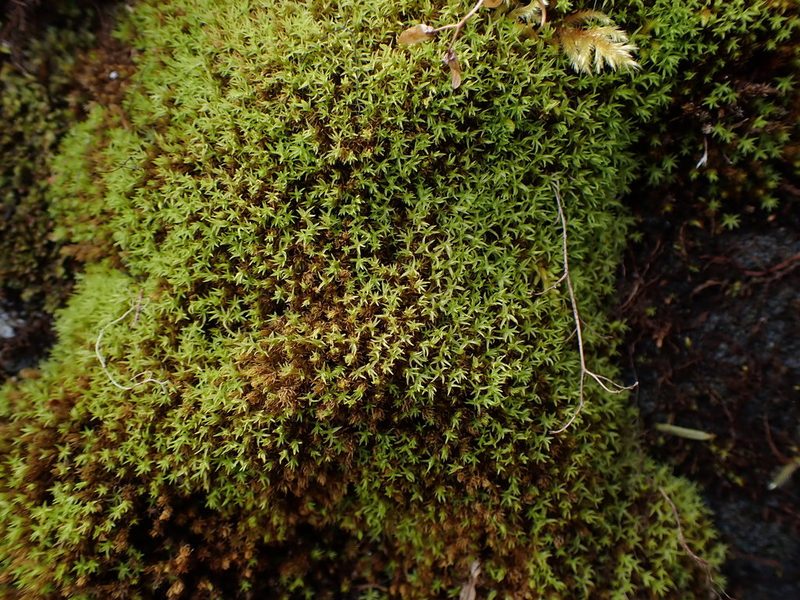 Dichodontium pellucidum, photographed by Randal