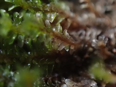 Diplophyllum albicans, photographed by Randal