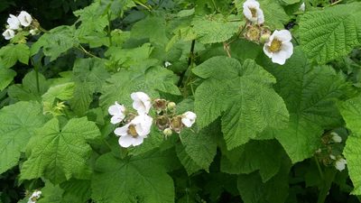 Rubus parviflorus, photographed by Loopy30