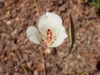 Calochortus venustus