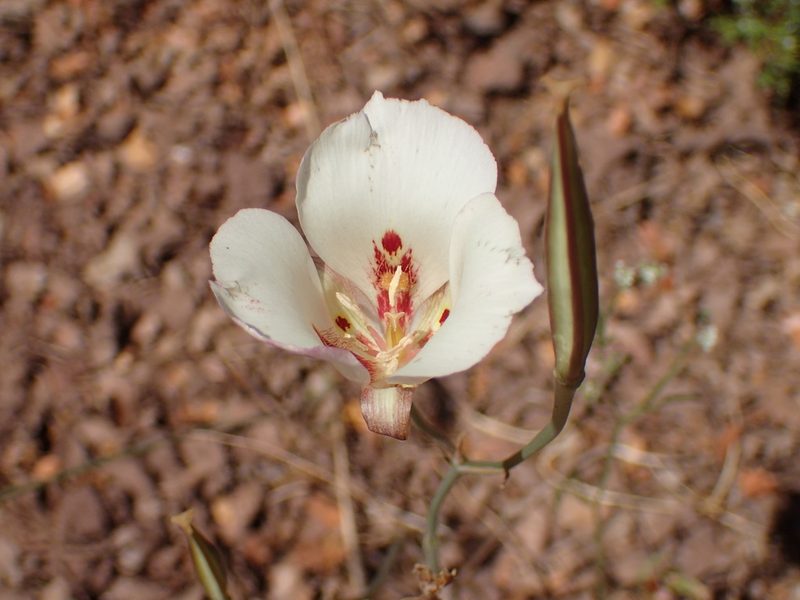 Calochortus venustus, photographed by George Williams