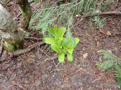 Veratrum viride, photographed by Randal