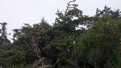 Picea sitchensis, photographed by Loopy30