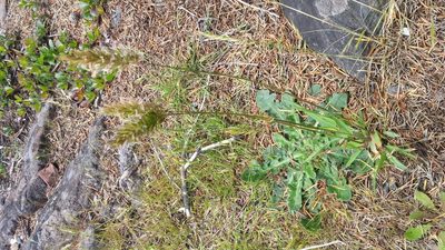 Anthoxanthum odoratum, photographed by Loopy30