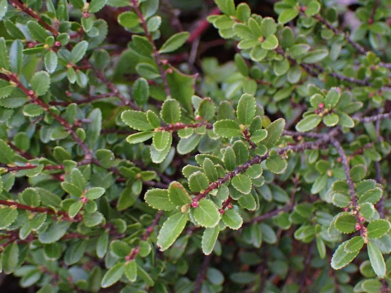 Paxistima myrsinites, photographed by Randal