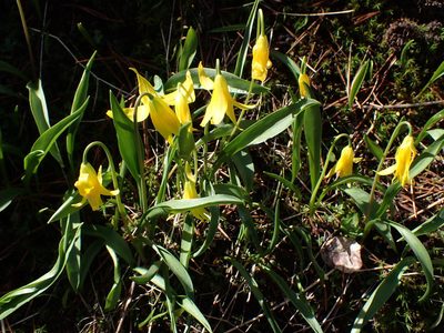 Erythronium grandiflorum, photographed by Randal