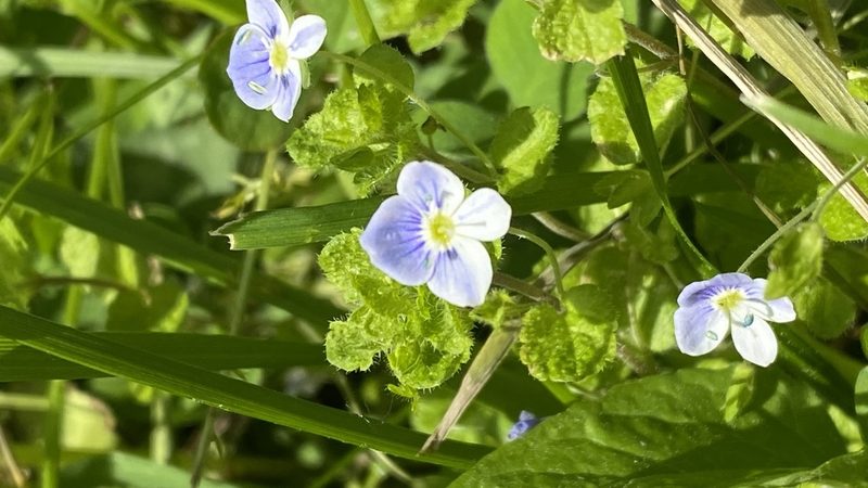 Veronica filiformis, photographed by Павлик Лисицын