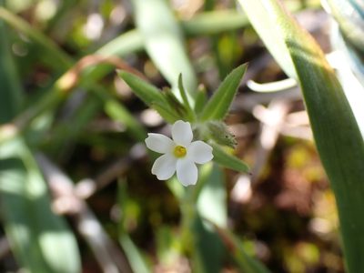 Microsteris gracilis
